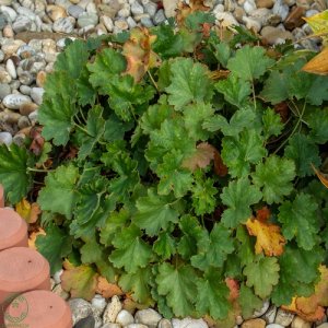 Heuchera ´SCARLET RED´ kont. C1,5L